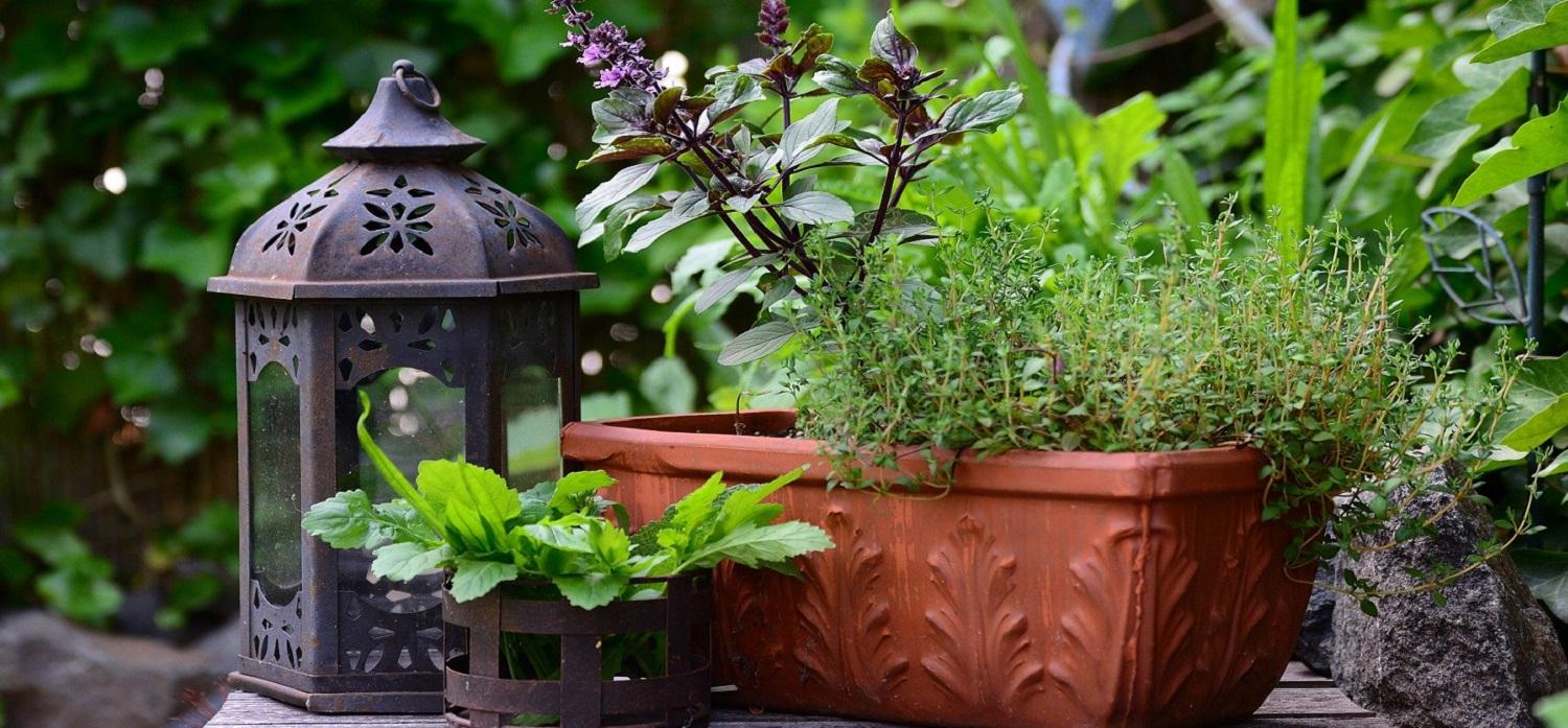 herbs grown in a small container