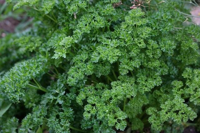 curly leaved parsley