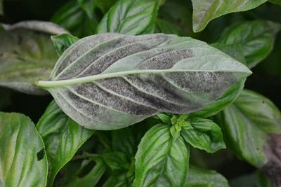 Downy Mildew on Basil in the Home Garden University of Maryland