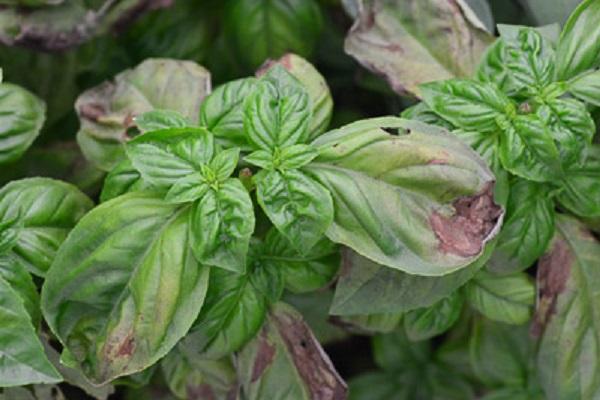 basil downy mildew on top of leaves