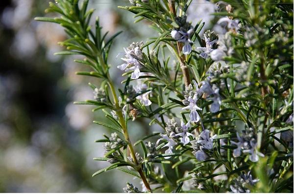 rosemary blooms