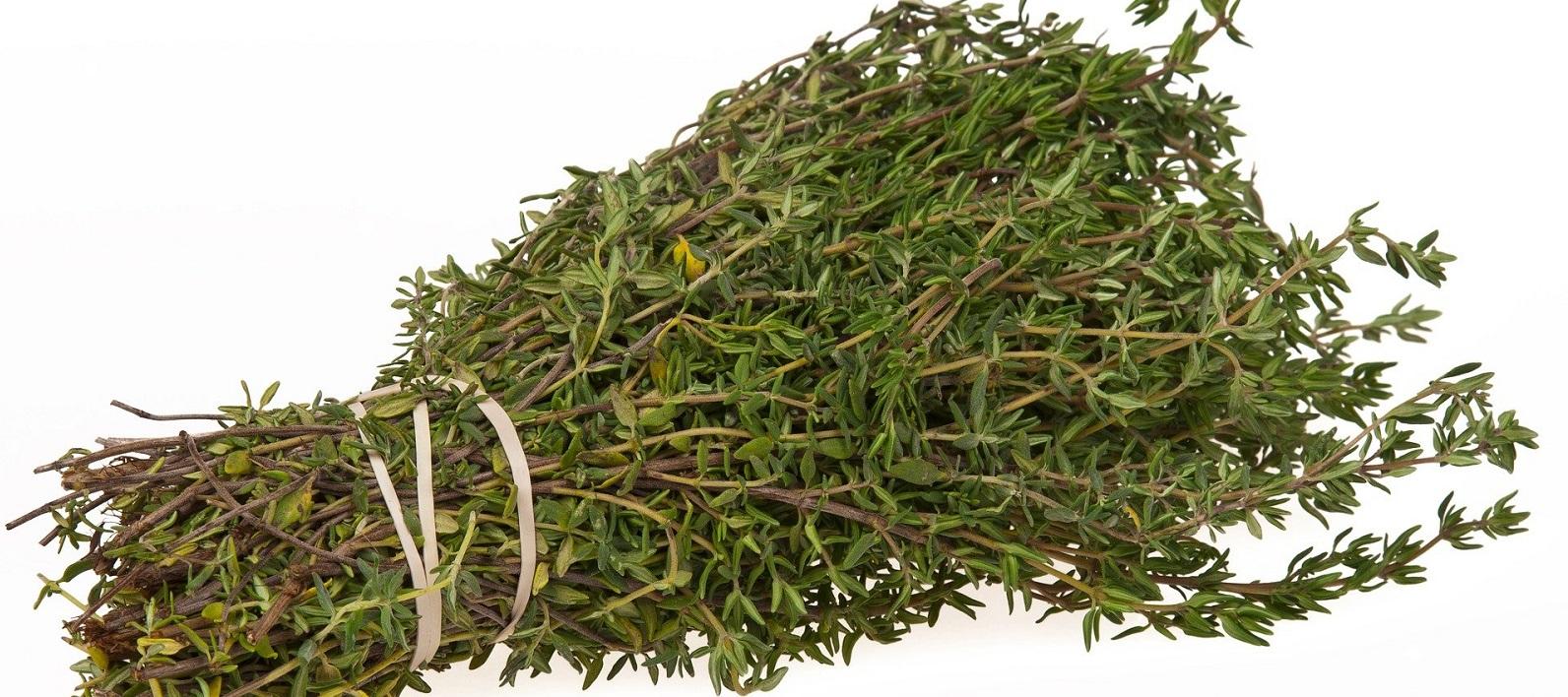 bundle of thyme ready to dry