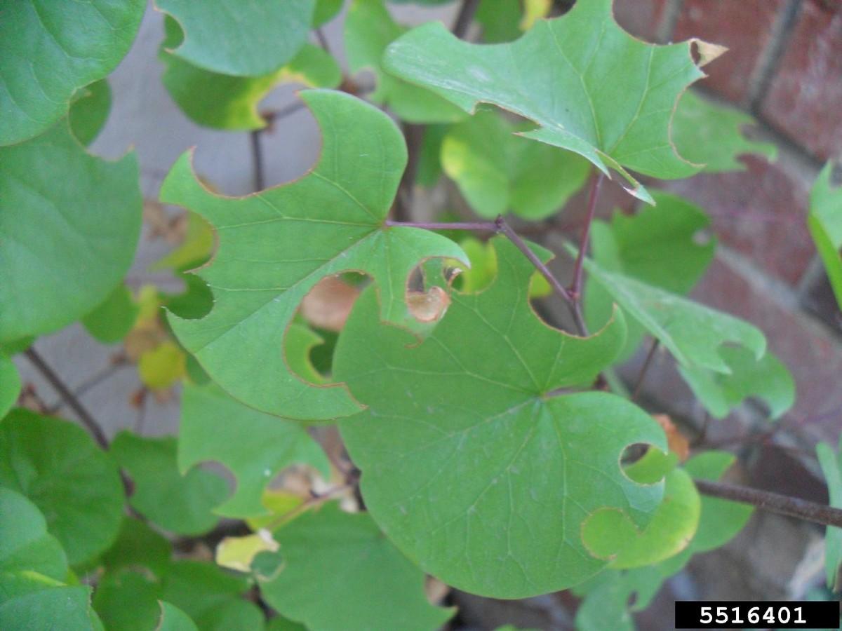 leafcutter bee damage