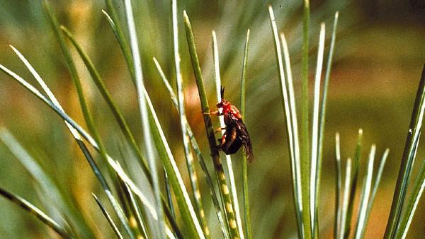 adult redheaded pine sawfly