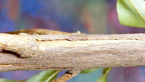 frost damage on rhododendron stem