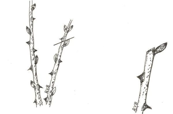 rose cane pruning illustration