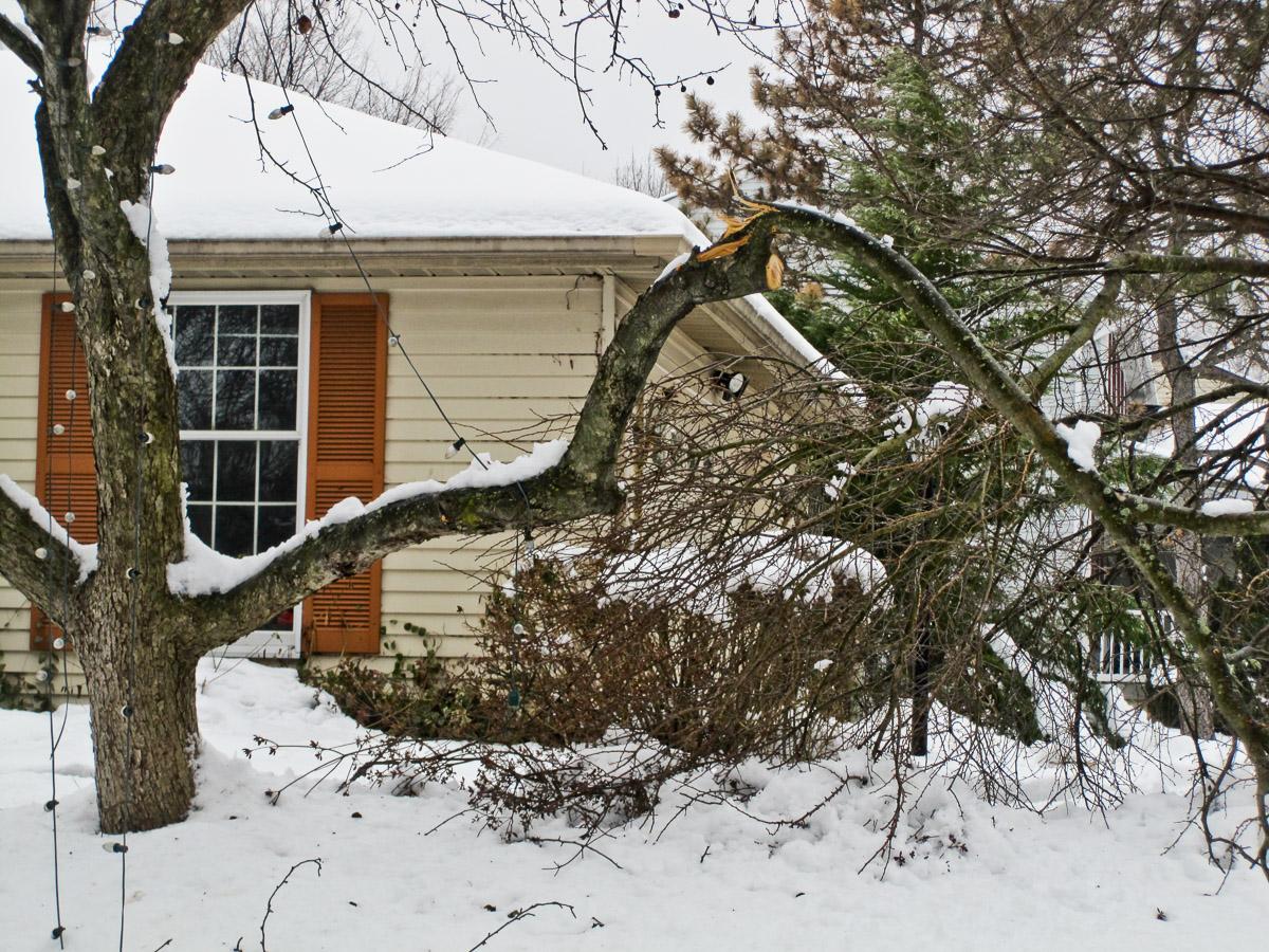 snow damage on tree