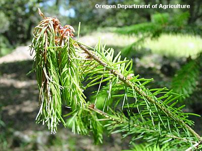 sudden oak death symptoms on douglas fir