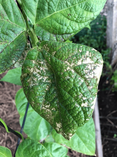 pesticide burn on the leaves of vegetable plant