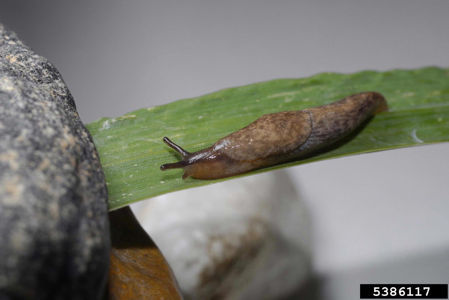 Gray garden slug (Deroceras reticulatum)