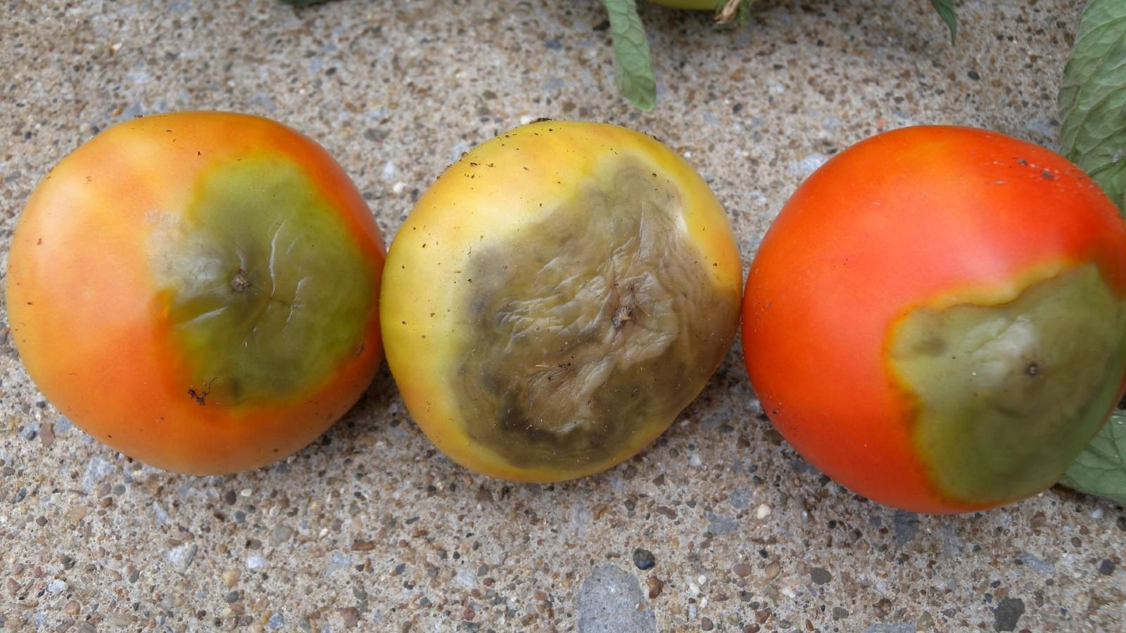 rotting of the bottom end of tomatoes