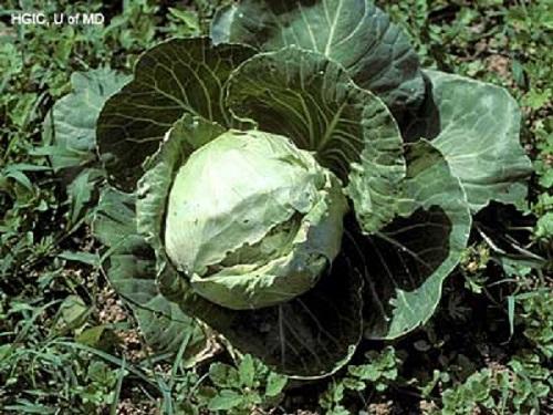 split mature cabbage