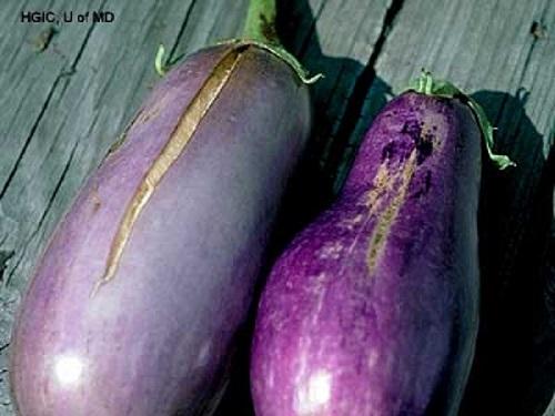 cracked mature eggplants