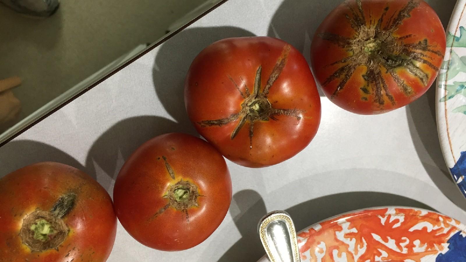 cracked tomatoes