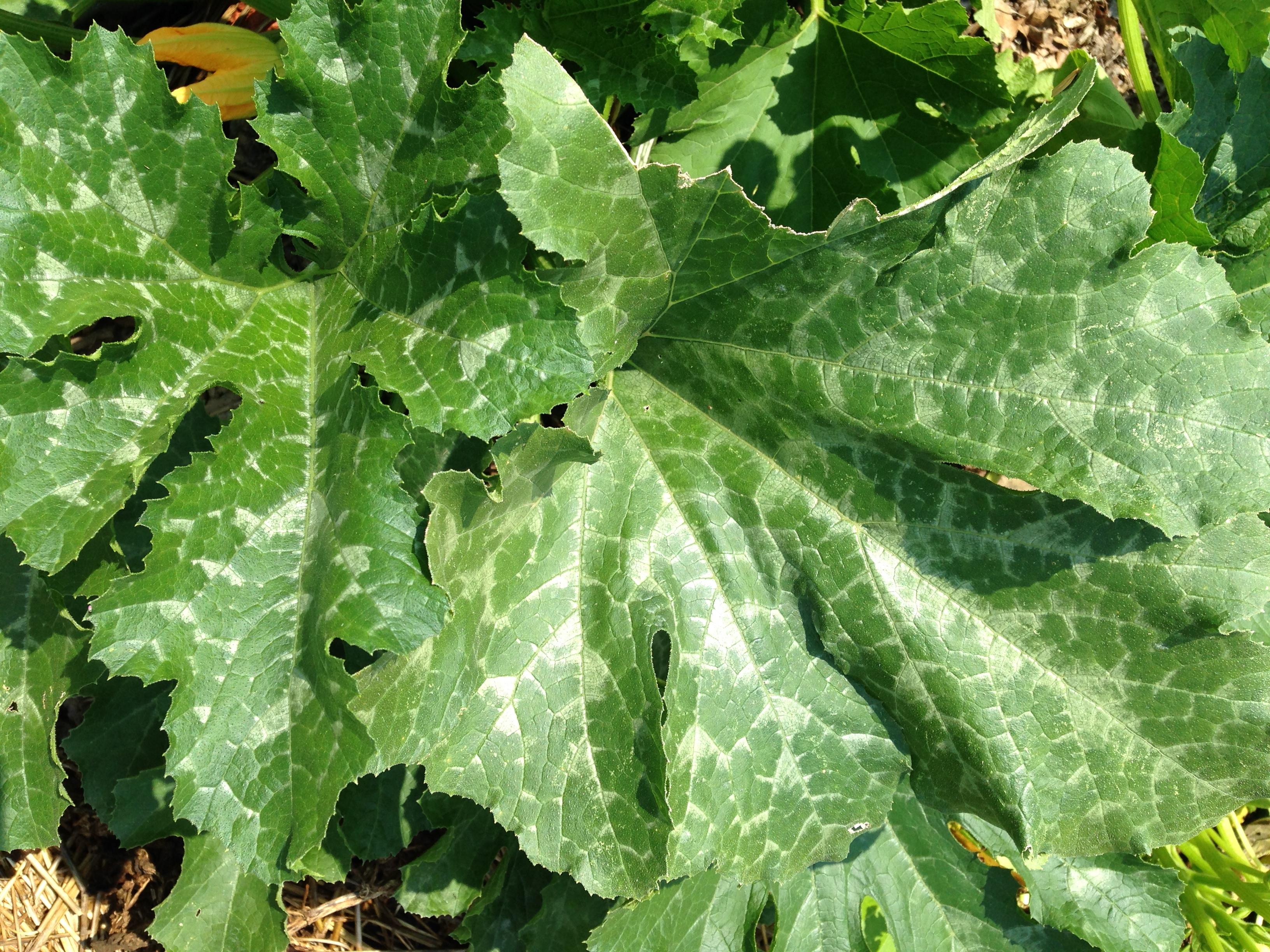 squash leaves have a normal white pattern on them