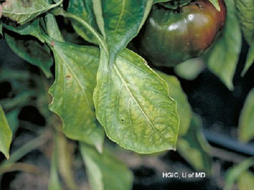 nutrient deficiency on pepper plant