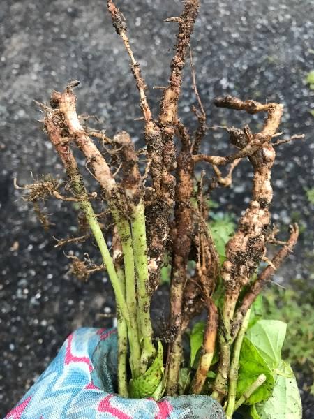 Root-knot nematode swellings (nodules) on bean roots