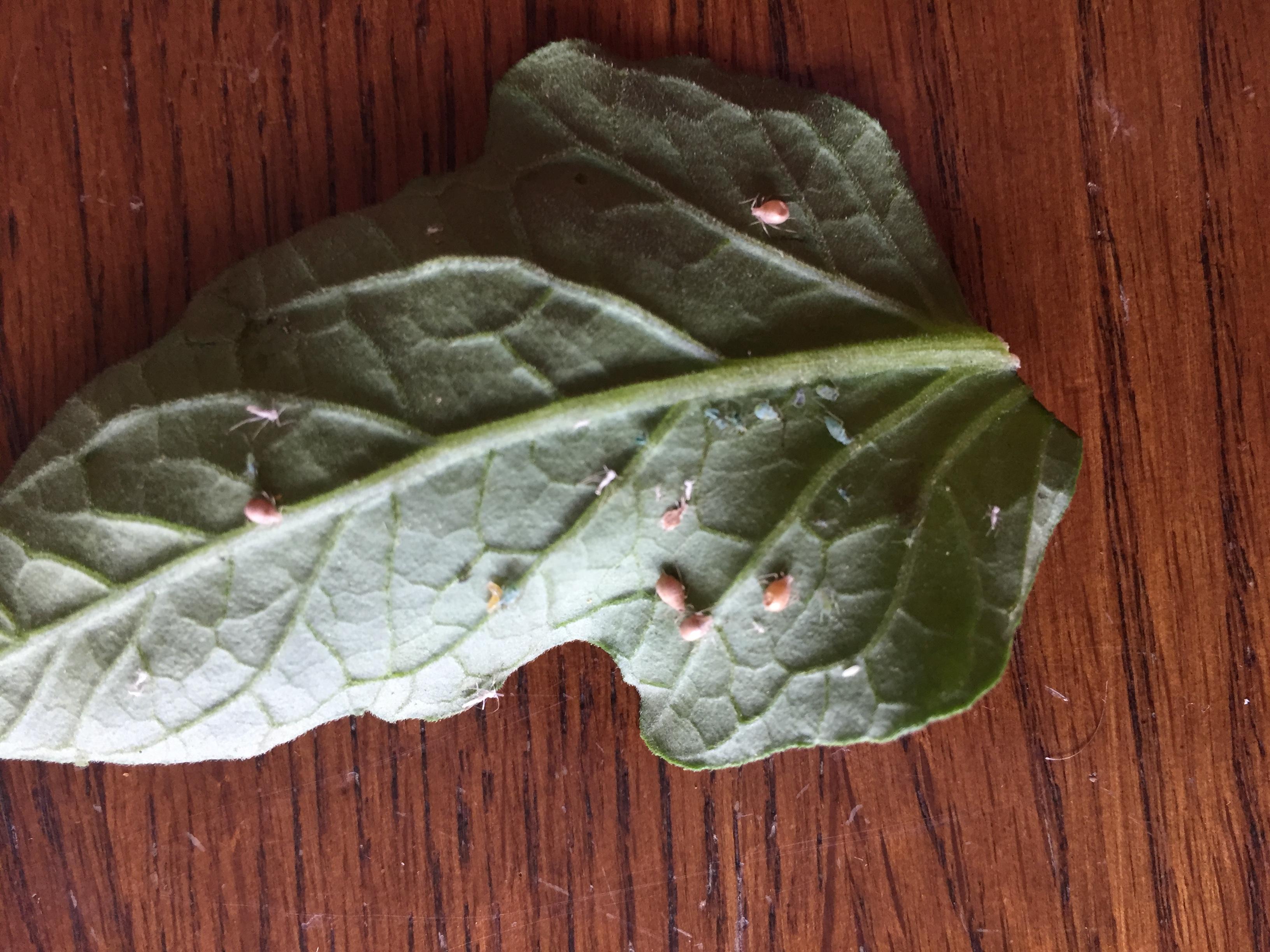Healthy aphids (green), cast skins (white), and aphid mummies (brown) that were parasitized by aphid wasps (adult wasps emerged from the holes)