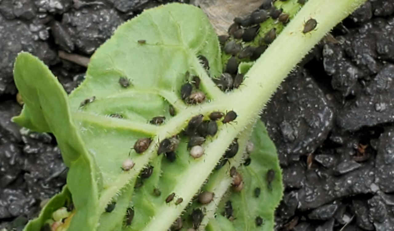 Black bean aphids feeding on rhubarb. The tan and brown aphids have been parasitized by aphid wasps (biological control)