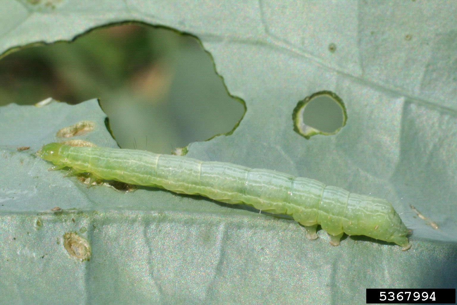 Mature cabbage looper larva. Early instars scrape leaf surfaces; later instars chew pprogressively larger holes. Credit: Russ Ottens, University of Georgia, Bugwood.org
