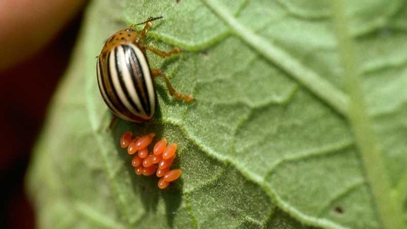 Colorado potato beetle laying eggs