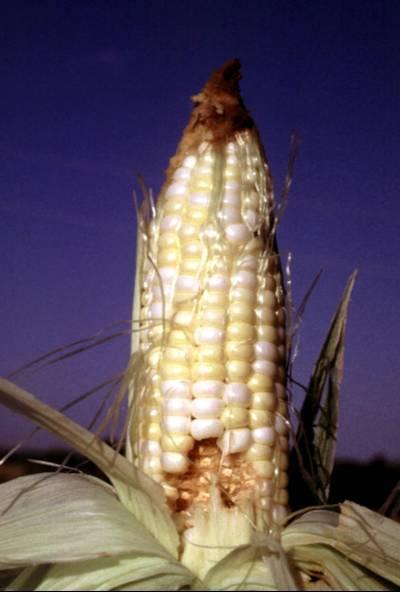  Feeding injury at the tip and middle of the ear. Credit: Ward Upham, Kansas State 