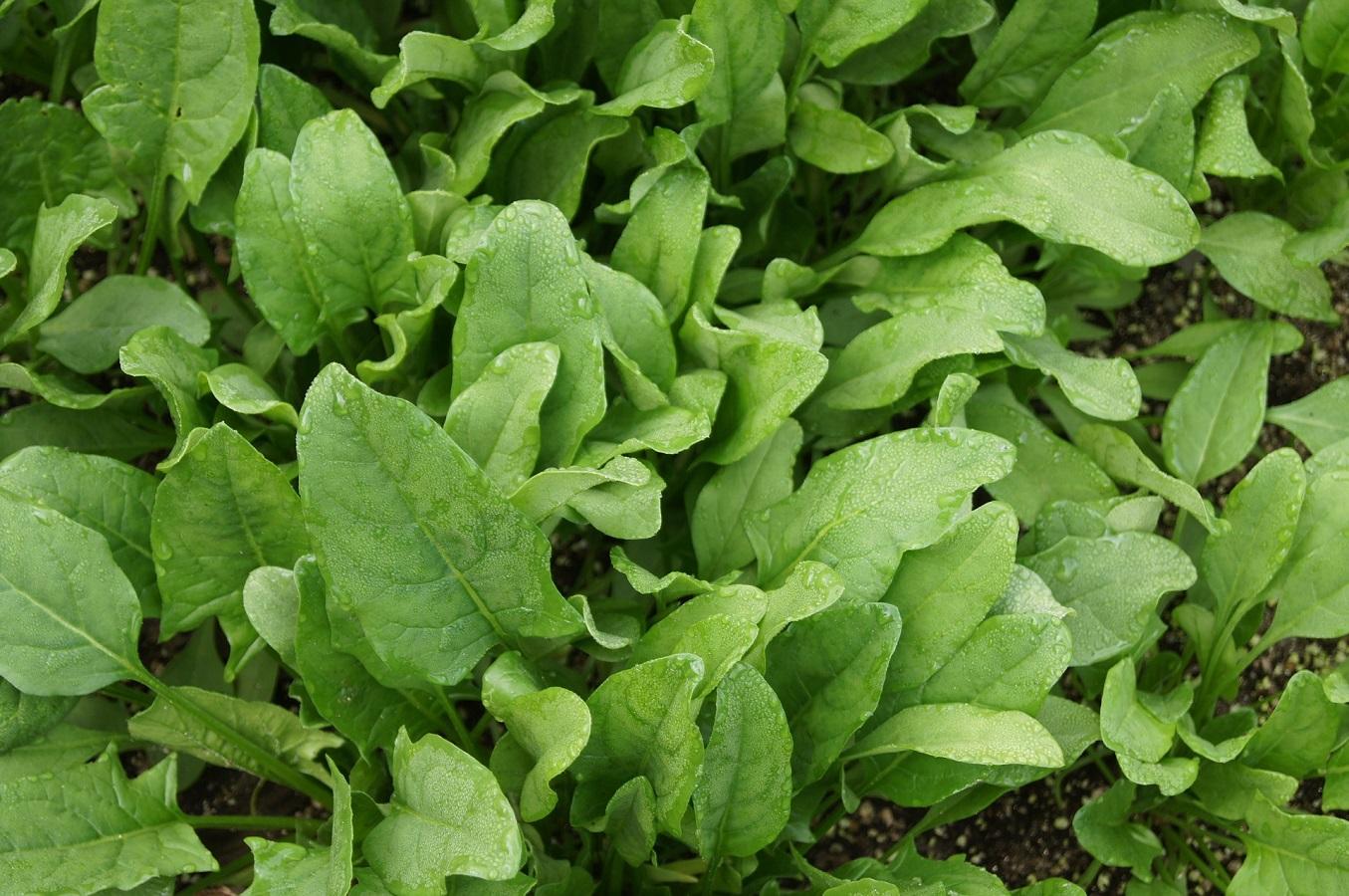 spinach plants