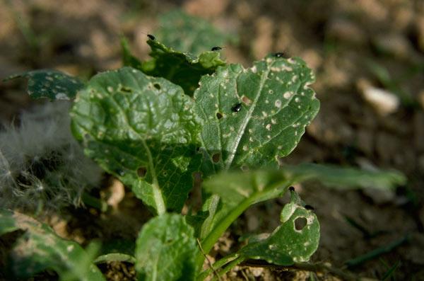 Cabbage family plants are frequently damaged by flea beetles
