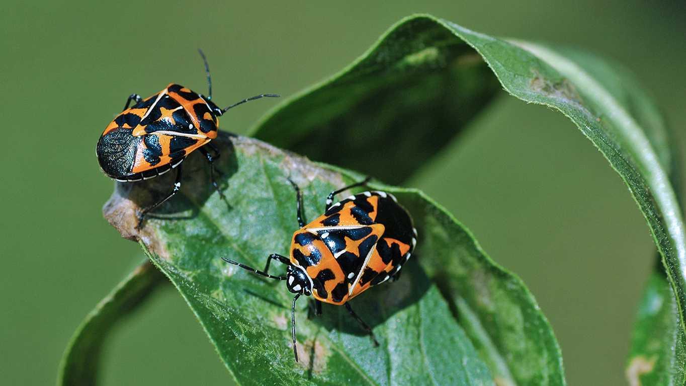 Two harelquin bugs