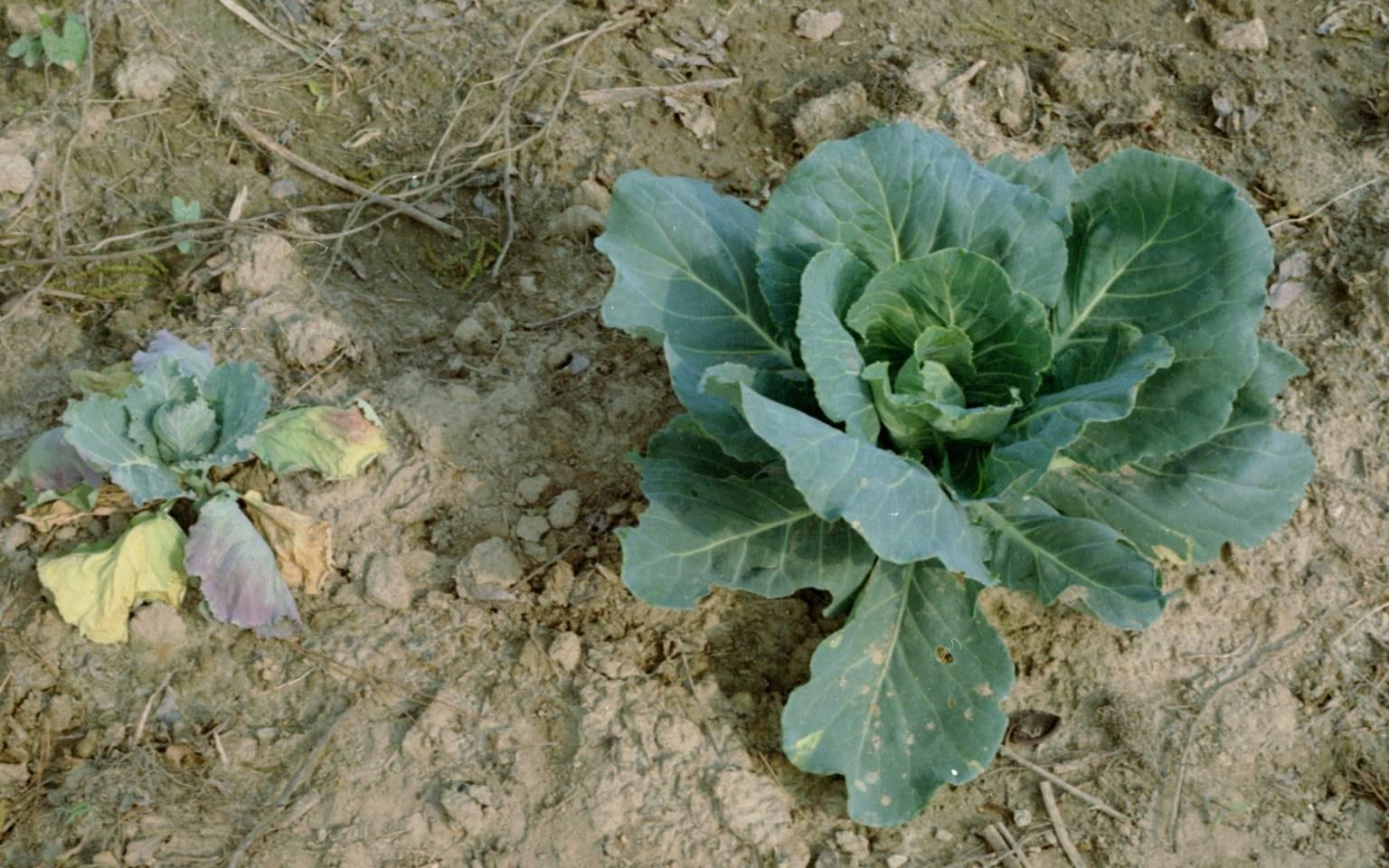 Cabbage on left is infested with seedcorn maggot Photo: Clemson University - USDA Cooperative Extension Slide Series, Bugwood.org