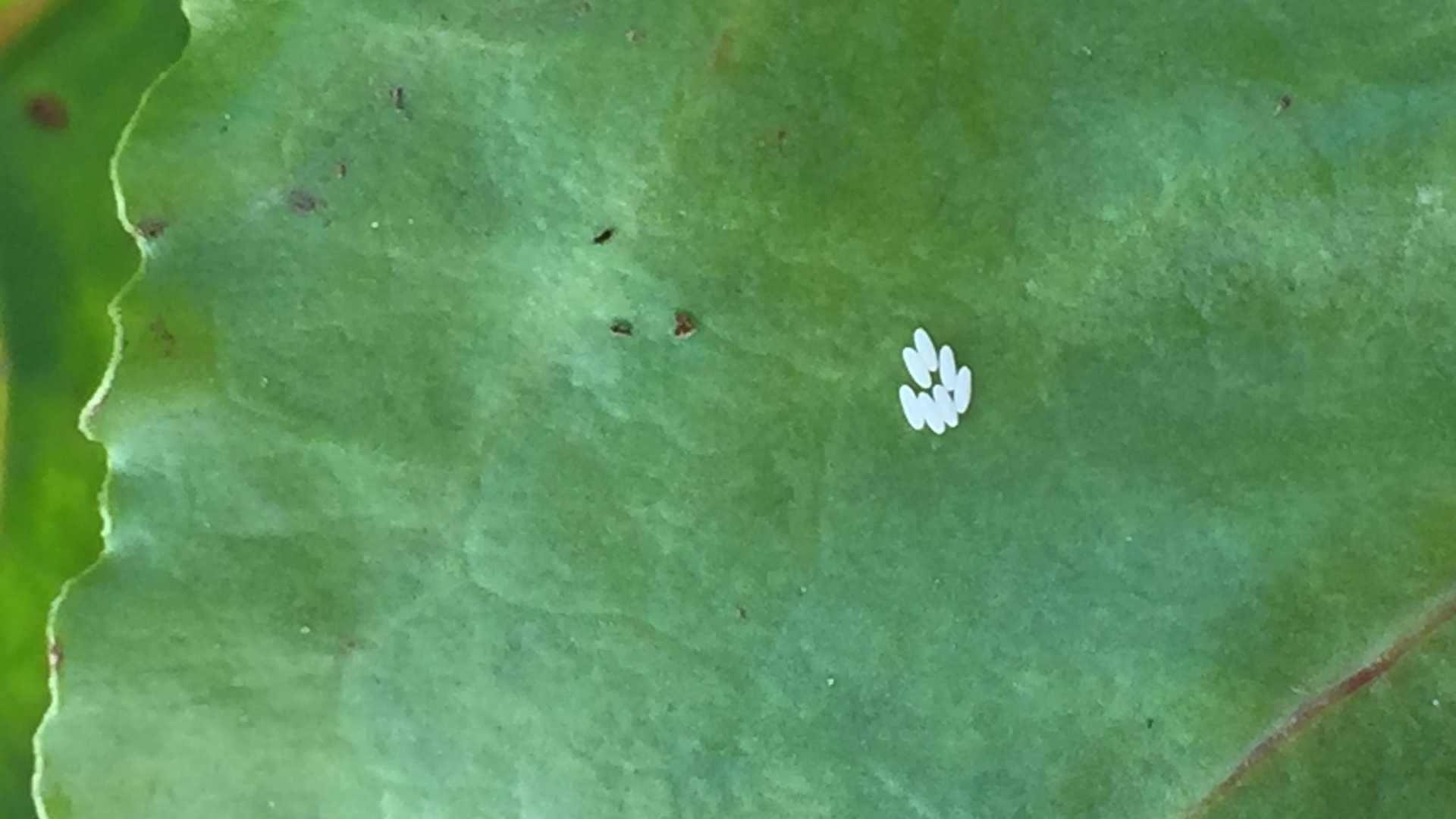 Leafminer eggs on a beet leaf. 