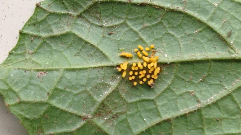 Squash beetle eggs laid on leaf underside