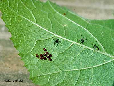 Squash bug eggs and newly hatched nymphs