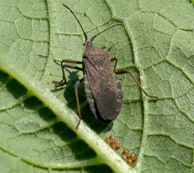 Squash bug adult and eggs - Anasa tristis