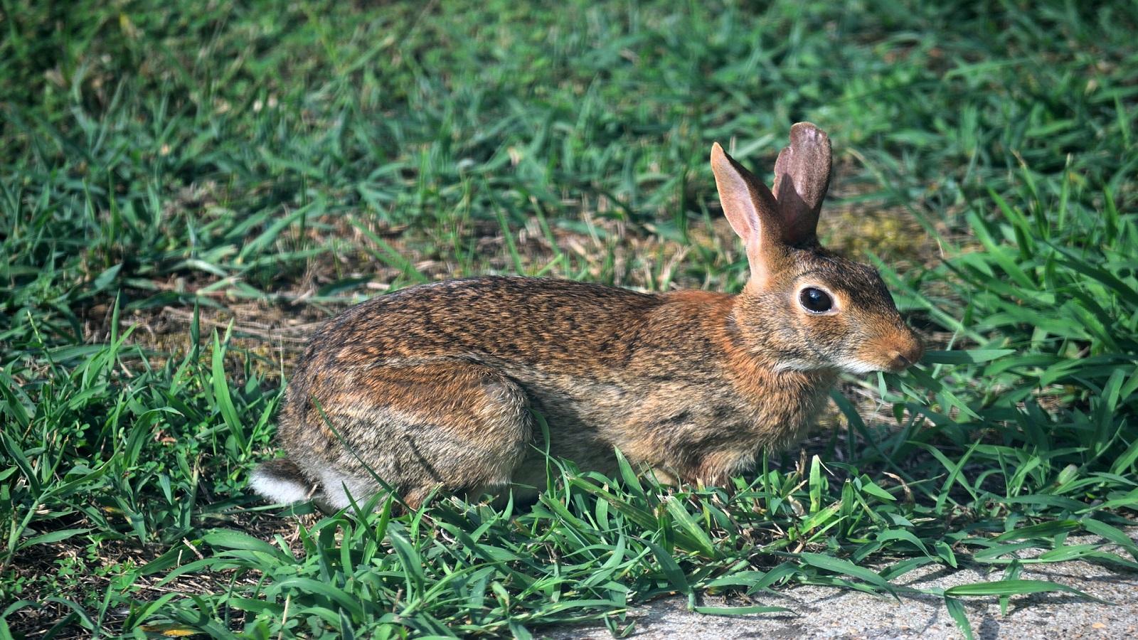 Rabbits | University of Maryland Extension
