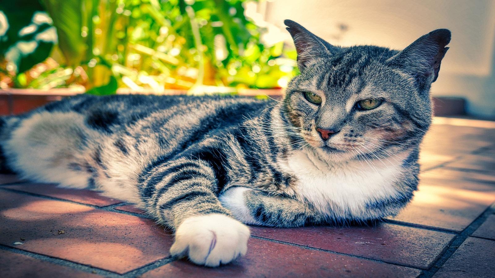 cat laying outside 