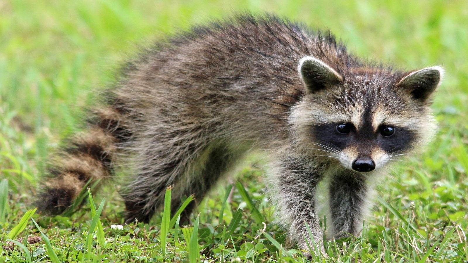 Raccoons | University Of Maryland Extension