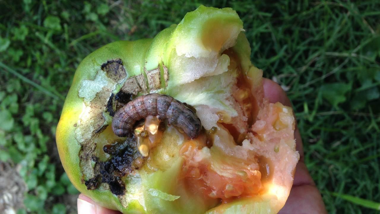 Yellow striped armyworm larva feeding on a tomato. Armyworms and cutworms ae in the same family (Noctuidae; owlet moths)