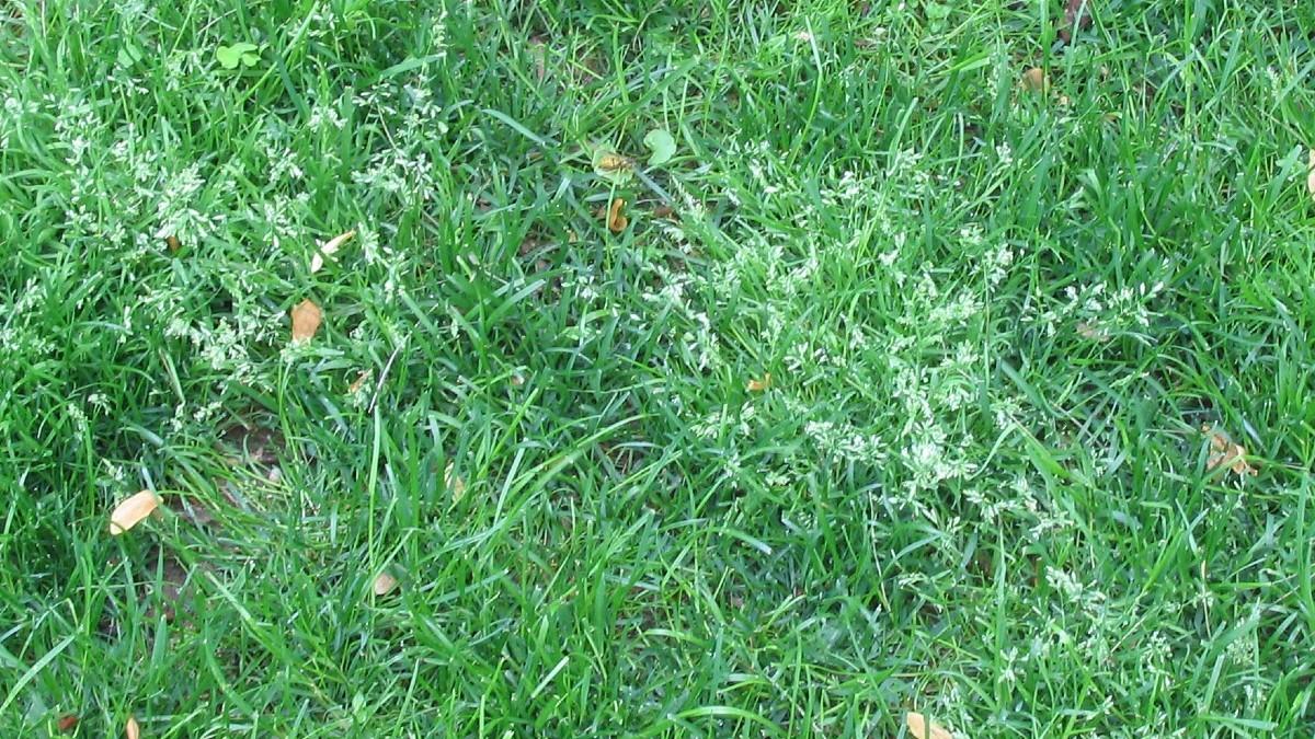 annual bluegrass weed
