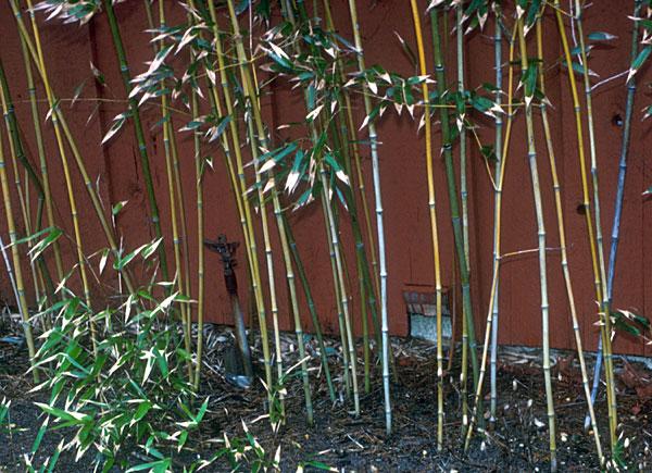 bamboograss