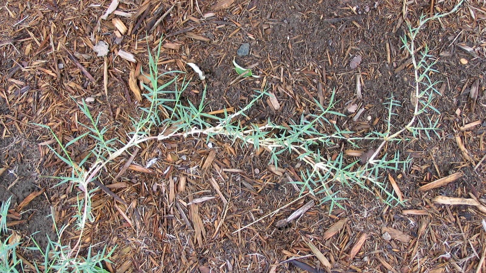 Bermudagrass Or Wiregrass University Of Maryland Extension   Hgic Weed Bermuda Grass 1600 