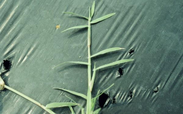 bermudagrass closeup