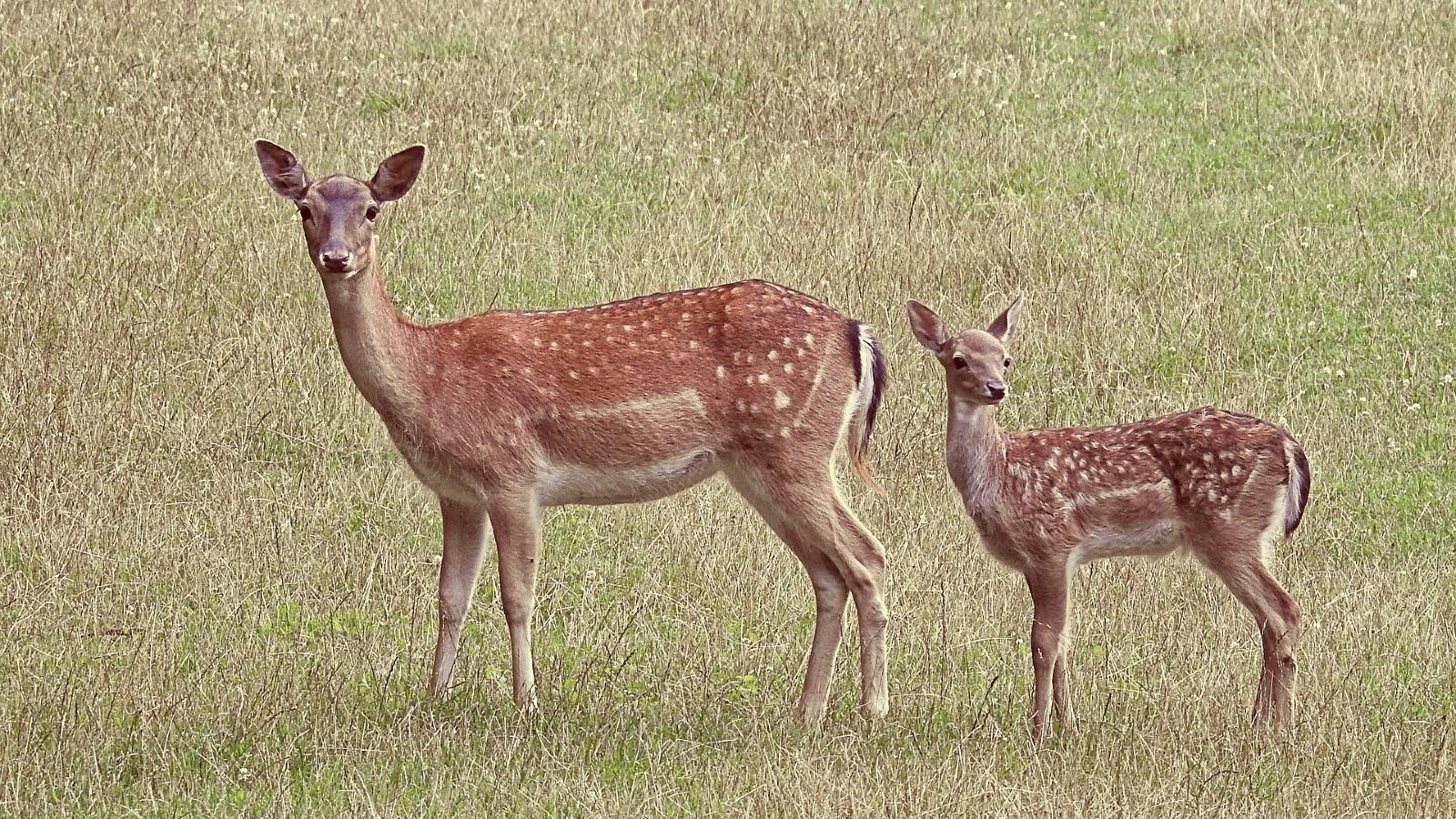 two deer standing in grass