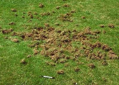 lawn torn up by animal looking for insects to feed on