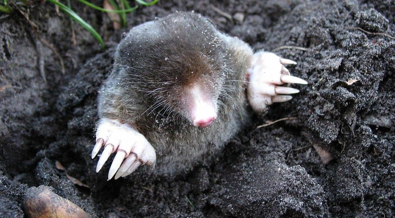 mole poking head out of soil