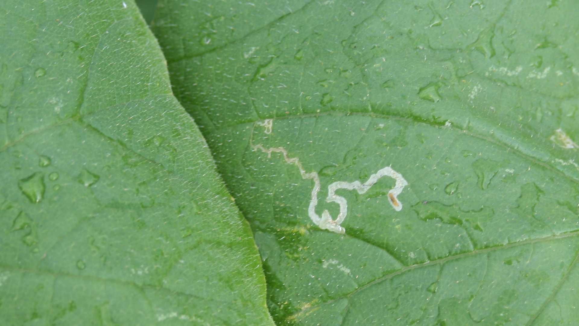 Leafminers on Vegetables University of Maryland Extension