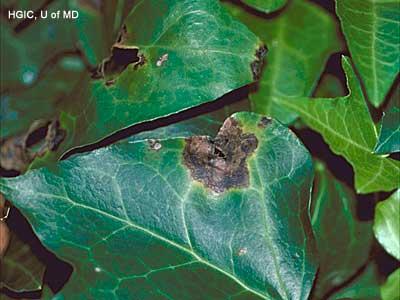 leaf spot on English ivy