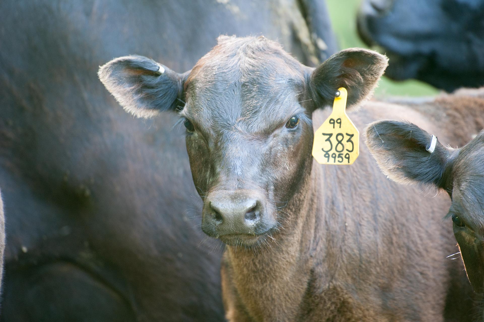 Dark brown calf with yellow tag on right ear