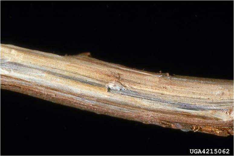oak wilt disease vascular streaking