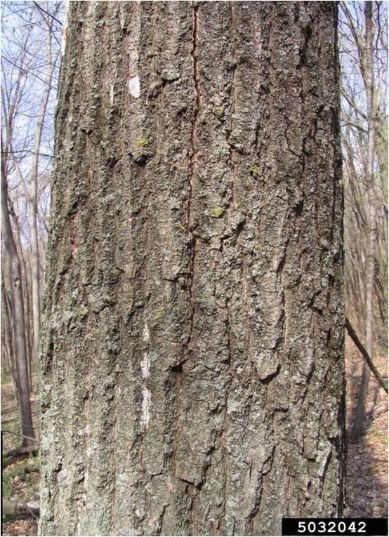oak wilt disease symptoms on trunk